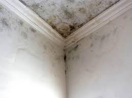 Professional Mold Removal & Remediation in Salem Heights, OH